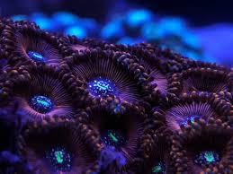 coral color lenths_ph2